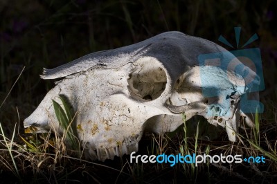 Sheep Skull Stock Photo