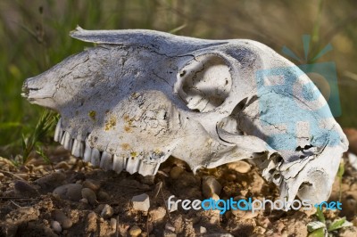 Sheep Skull Stock Photo