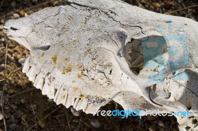 Sheep Skull Stock Photo