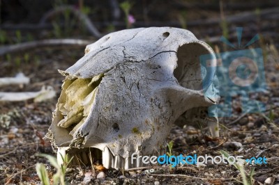 Sheep Skull Stock Photo