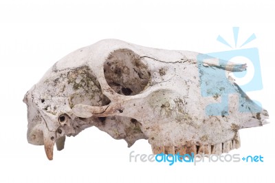 Sheep Skull Stock Photo