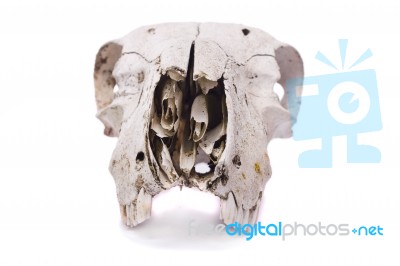 Sheep Skull Stock Photo