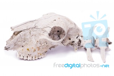 Sheep Skull Stock Photo