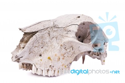 Sheep Skull Stock Photo