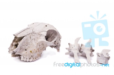 Sheep Skull Stock Photo