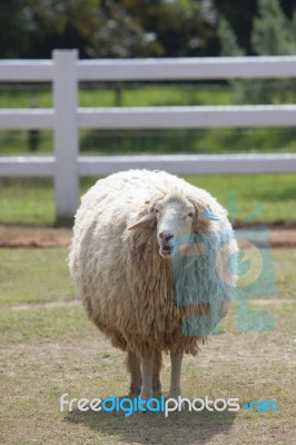 Sheep Standing In Farm Stock Photo