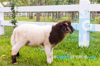 Sheep Standing On The Grass, White Picket Fence And Nature Backg… Stock Photo