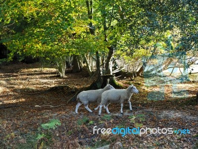 Sheep Wandering In The Ashdown Forest Stock Photo