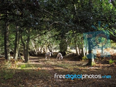 Sheep Wandering In The Ashdown Forest Stock Photo