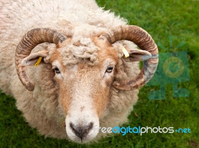 Sheep With Horns Stock Photo