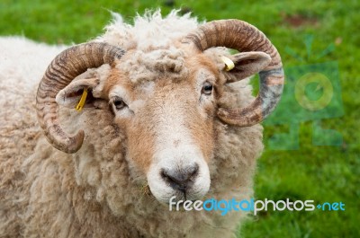 Sheep With Horns Stock Photo