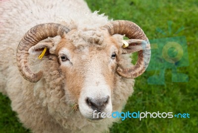 Sheep With Horns Stock Photo