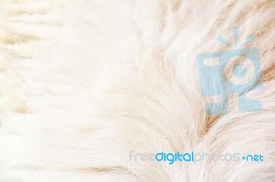 Sheep Wool Background Stock Photo