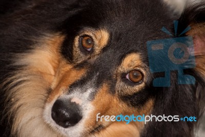 Sheepdog Collie Face Full Frame Stock Photo