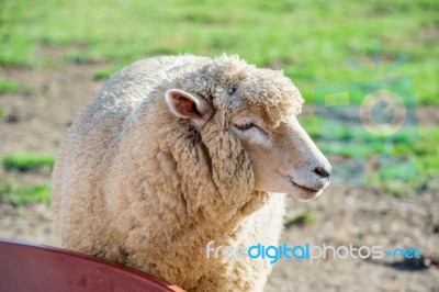 Sheeps Stock Photo