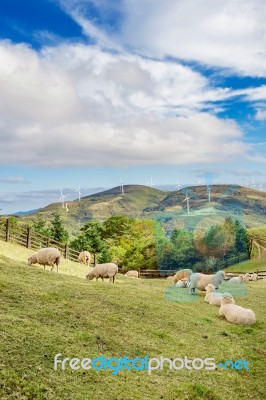 Sheeps Stock Photo