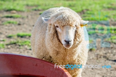 Sheeps Stock Photo