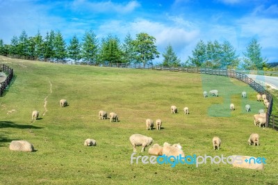 Sheeps Stock Photo