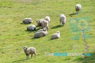 Sheeps Stock Photo