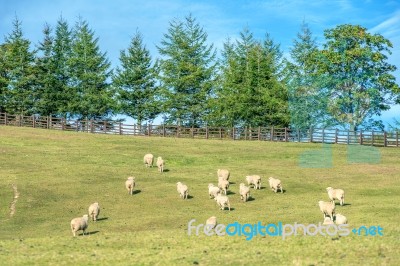 Sheeps Stock Photo