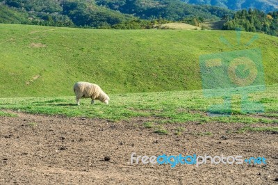 Sheeps Stock Photo