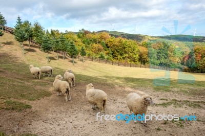 Sheeps Stock Photo