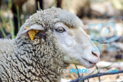 Sheep's Head Side Profile With Tag On Ear Stock Photo