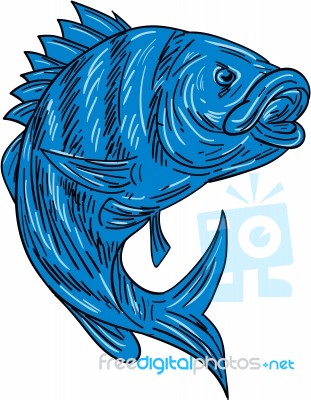 Sheepshead Fish Drawing Stock Image