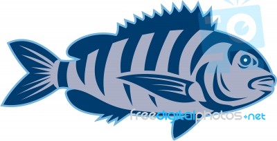 Sheepshead Fish Isolated Retro Stock Image