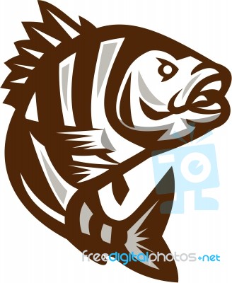 Sheepshead Fish Jumping Isolated Retro Stock Image