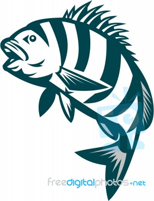 Sheepshead Fish Jumping Isolated Retro Stock Image