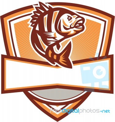 Sheepshead Fish Jumping Sunburst Crest Retro Stock Image