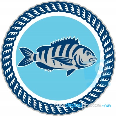 Sheepshead Fish Rope Circle Retro Stock Image