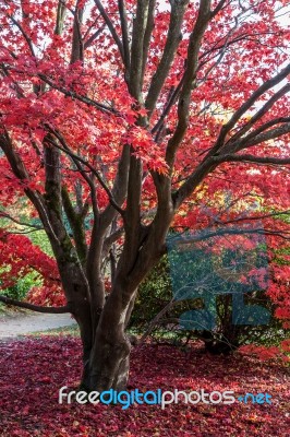 Sheffield Park Gardens Stock Photo