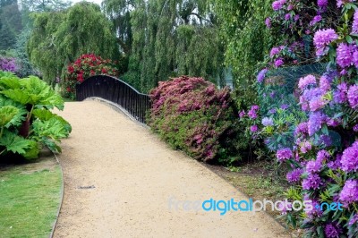 Sheffield Park, Sussex/uk - June 11 : Rhodendrons In Sheffield P… Stock Photo