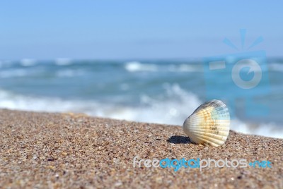 Shell Stock Photo