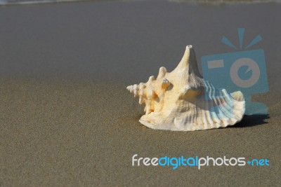 Shell Stock Photo