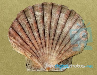 Shell Stock Photo