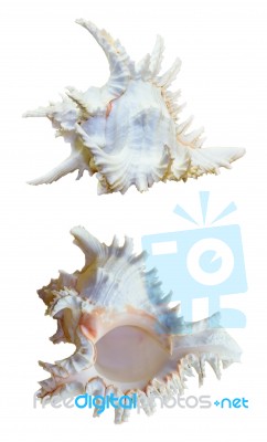 Shell Of Chicoreus Ramosus, Ramose Murex Stock Photo