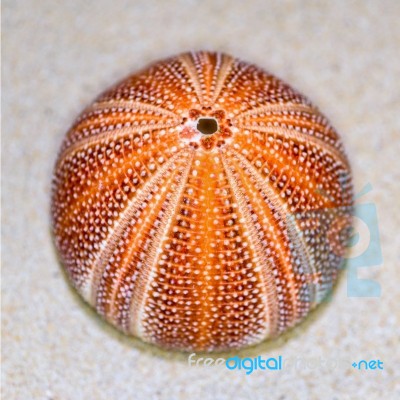 Shell Of Sea Urchin Or Urchin Stock Photo