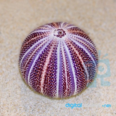 Shell Of Sea Urchin Or Urchin Stock Photo