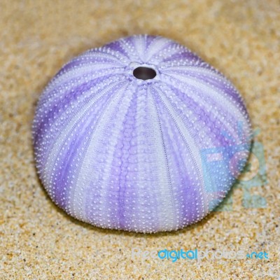 Shell Of Sea Urchin Or Urchin Stock Photo