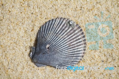 Shell On A Beach Stock Photo