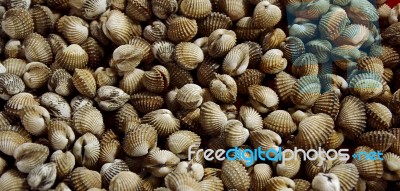 Shell Sea Food Stock Photo