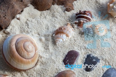 Shells And Stones Stock Photo