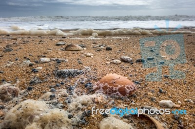 Shells On The Beach At Quarteira In Portugal Stock Photo