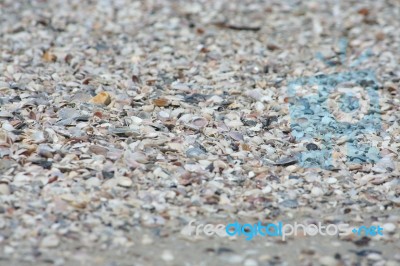 Shells On The Beach, Tropical Sea Of Asia Stock Photo