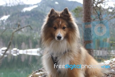 Sheltie Near The Lake Eibsee Stock Photo