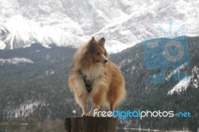 Sheltie On A Pole Stock Photo