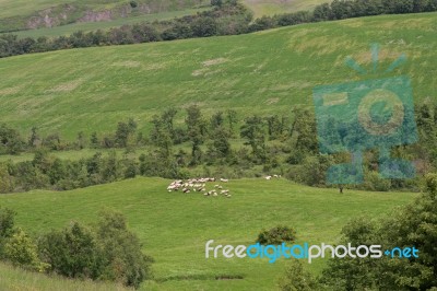 Shepherd Watching His Flock In Val D'orcia Tuscany Stock Photo